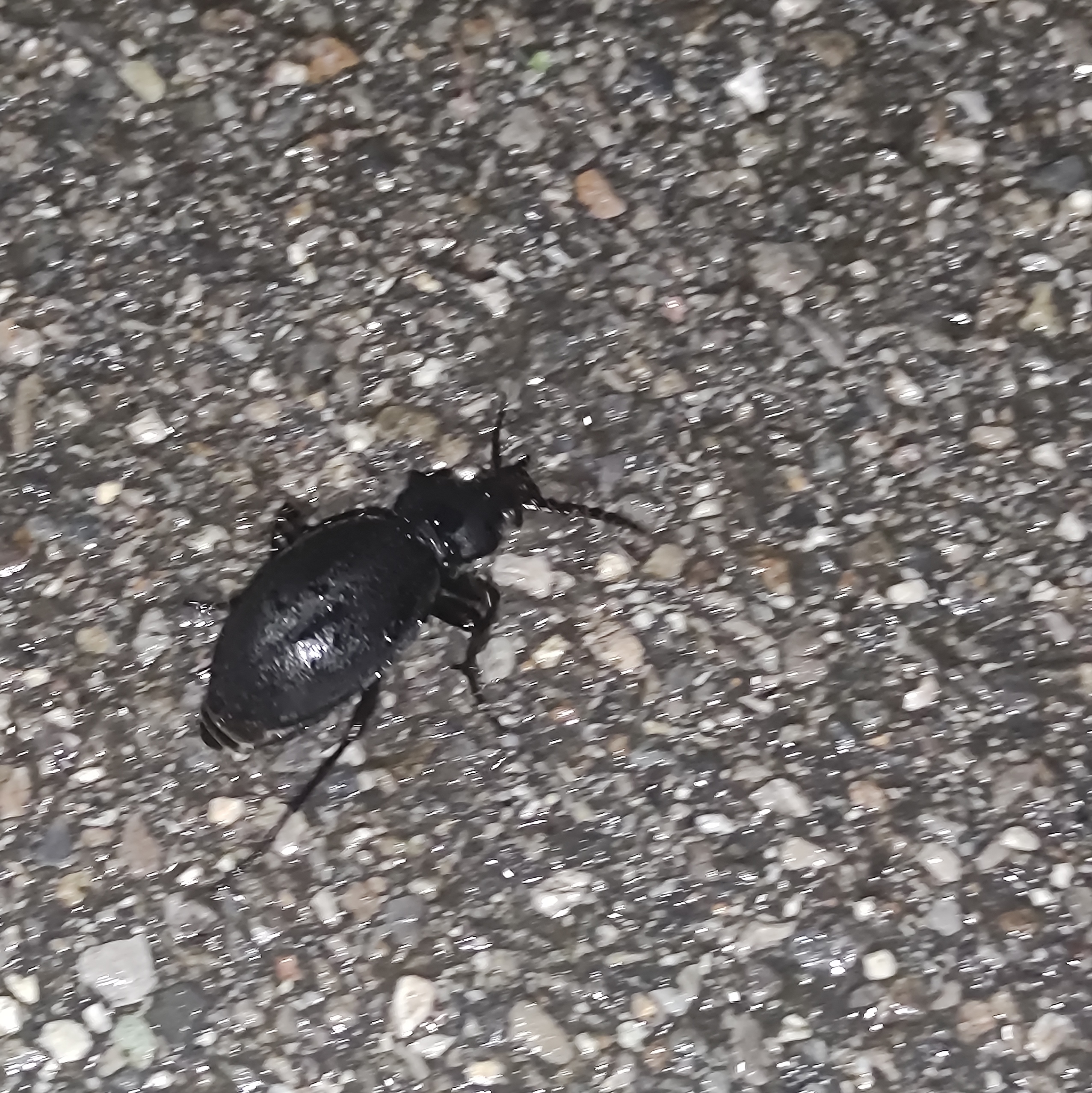 I'm fast as fuck boi