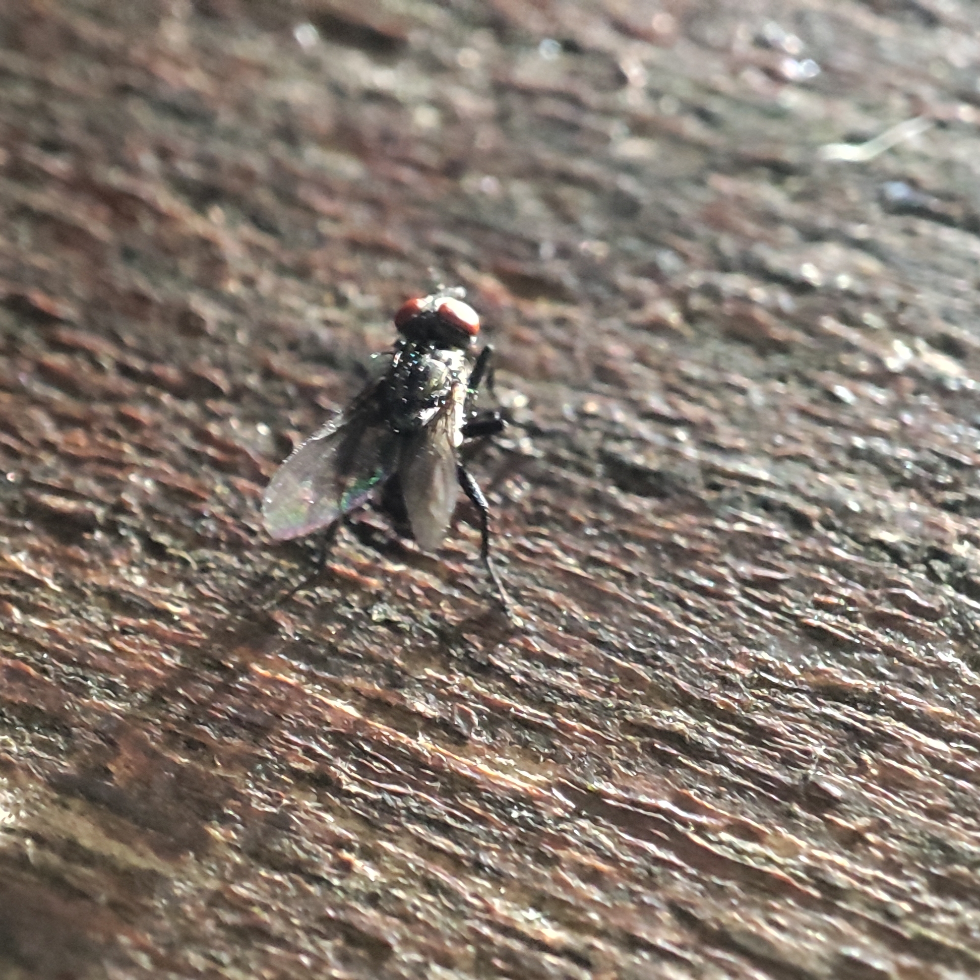 Pretty photogenic fly